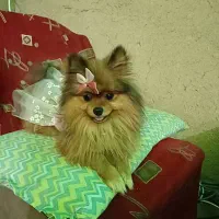 سگ پامر خرسی نر|سگ|خمینی‌شهر, |دیوار