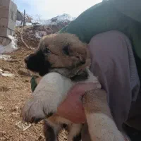 سگ و توله قهدریجونی اصفهانی|سگ|دهاقان, |دیوار