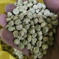 بذر نخودفرنگی اسکارو امریکاF2