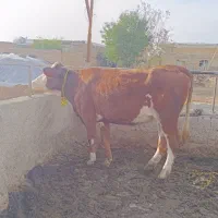 گوساله سیمنتال پای کل اصل
