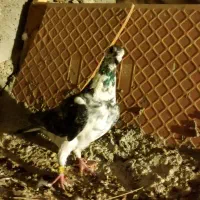 گوره ای ماده