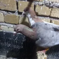 هفرنگ نر|پرنده|تاکستان, |دیوار