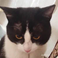 گربه خانگی و بازی گوش|گربه|مریوان, |دیوار