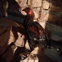 حراج خروس لاری و مرغ