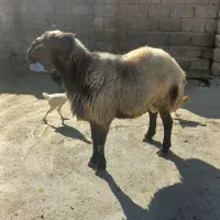 قوچ|حیوانات مزرعه|بیلوار, |دیوار