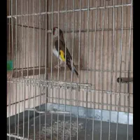 سهره بهاره بخون و خوش استایل