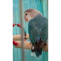 طوطی برزیلی نر مولد فیشر هفت رنگ