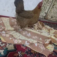 مرغ محلی تخم گذار