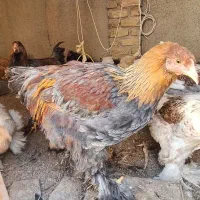 خروس برهمایی|حیوانات مزرعه|مشهد, کوشش|دیوار