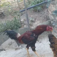 خروس لاری