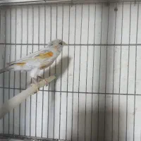 قناری ماده سیلور اورجینال