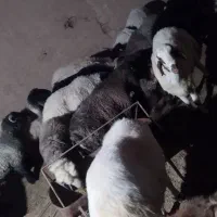 بره نر چاق گوسفند|حیوانات مزرعه|یزد, |دیوار