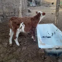 گاو‌گوساله‌‌سیمینتال|حیوانات مزرعه|قیدار, |دیوار