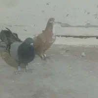 دوعددکبوترزردریش وسبزبازیکن