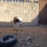 باسلام دوبز ویک نربز|حیوانات مزرعه|نیمبلوک, |دیوار