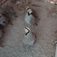 مرغ زیباشهر بابک