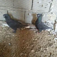 کبوتر سیاه دم سفید|پرنده|خمینی‌شهر, |دیوار