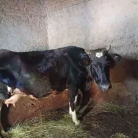 گاو و گوساله