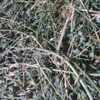 کاه و یونجه