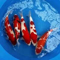 ماهی گلدفیش ماهی کوی ماهی کپور