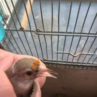 سهره|پرنده|تهران, علی‌آباد|دیوار