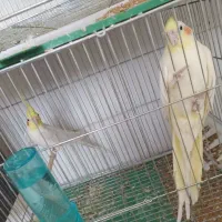 سه جفت عروس مولد|پرنده|بافت, |دیوار