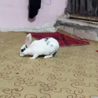 خرگوش