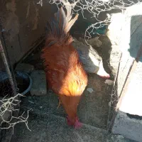 فروش مرغ و خروس