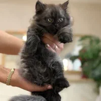 واگذاری هیمالین بلو چاکلت