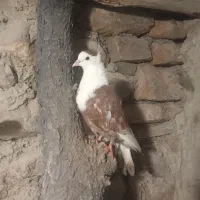 کربلایی نر کاکلی