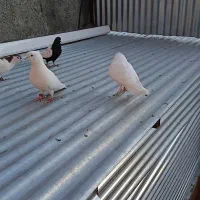 کبوتر فروشی