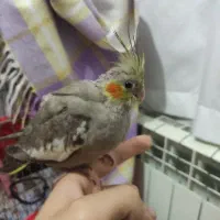 جوجه عروس هلندی سرلاکی بهترین وقت برای آموزش