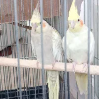 عروس هلندی