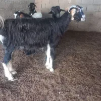 بز ترکی. گناوه