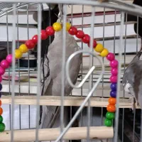 عروس هلندی جفت|پرنده|سردشت, |دیوار