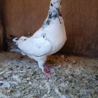 کفتر پرشی|پرنده|تهران, جیحون|دیوار