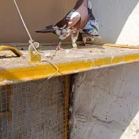 چن عدد کارل سرخ و زرد|پرنده|اهواز, فتح|دیوار