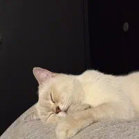 واگذاری گربه بریتیش|گربه|تهران, منیریه|دیوار