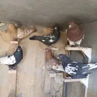 بیله سردار سیندار خوشکل