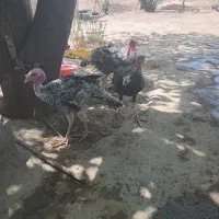 بوقلمون چهارماهه
