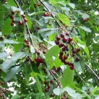 گیلاس زرد الو