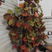 درختچه پاییزه|گل مصنوعی|تبریز, |دیوار