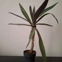 گل قهواره موسی