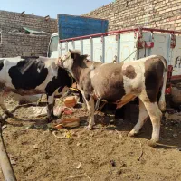 گاووگوساله|حیوانات مزرعه|زابل, |دیوار