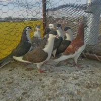 کفتر دونه 100