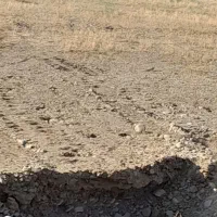 فروش گاو داری در محدوده روستای نجار . کشاورز