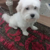 واگذاری ماده ۶ ماهه