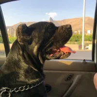 واگذاری سگ کن کورسو