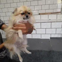 سگ پامر برا فروش|سگ|اندیمشک, |دیوار