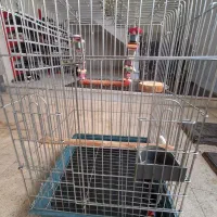 قفس طوطی ۱۰۳۲